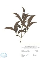 藏品(軟毛柿)的圖片